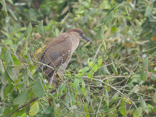 Kwak (Nycticorax nycticorax)